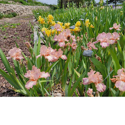 Irises Ready for Annual Show on June 3-4